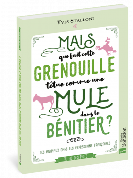 MAIS QUE FAIT CETTE GRENOUILLE TÊTUE DANS LE BÉNITIER ?